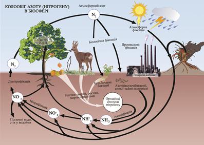 Описание: Описание: Описание: Описание: Описание: Описание: Описание: Схема азоту