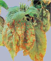 Описание: Описание: Описание: Описание: Описание: Описание: Описание: 15