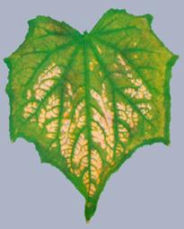 Описание: Описание: Описание: Описание: Описание: Описание: Описание: 25